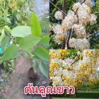 ราคา ต้นคูณขาว ดอกมีกลิ่นหอมอ่อนๆ แพ็ค 2 ต้น (14889271480)