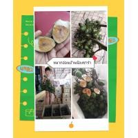 ราคา หมากสด หมากอ่อนจากสวนเองราคาถูก ขายเป็นกิโล (21955366349)