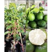 ราคา ต้นส้มซ่า ผลไม้ไทยโบราณ เป็นพืชสมุนไพร ใกล้สูญพันธุ์ หายาก ส้มซ่าผลมีขนาดเท่ามะนาว เปลือกมีลักษณะเป็นตะปุ่มตะปั่มเนื้อในคล้ายส้มโอ มีรสชาติเปรี้ยวหวาน (17748811837)