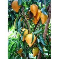 ราคา ต้นละมุดอินเดีย เซียนท้อ ชุด 3 ต้น ลูกใหญ่หวาน ละมุน หอม มากกก (15560366463)