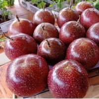 ราคา ต้นเสาวรสสีม่วง ชุดละ 5 ต้น เสาวรสพันธุ์นี้มีรสชาติเป็นเอกลักษณ์ หวาน หอม อร่อย เหมาะสำหรับทานสดและแปรรูปเป็นน้ำผลไม้ (13431056852)