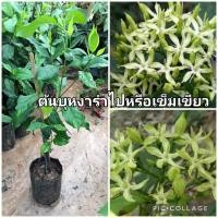 ราคา บุหงารำไป คือ ต้น เข็มเขียว มีความพิเศษจากเข็มทั่วไป คือ ดอกมีกลิ่นหอมแรง โดยกลิ่นหอม จะคล้ายกับกลิ่นน้ำอบไทย กลิ่นแป้งแขก หรือ กลิ่น บุหงา อบผ้า (15721864610)