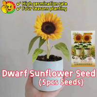 ราคา ปลูกง่าย ปลูกได้ทั่วไทย 5 เมล็ด ซอง เมล็ดพันธุ์ ทานตะวันแคระ Dwarf Sunflower Seeds for Planting Bonsai Flower Seeds Flowering Plants Seeds เมล็ดพันธุ์ ดอกทานตะวัน เมล็ดพันธุ์ทานตะวัน ทานตะวัน เมล็ดดอก