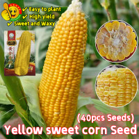 ราคา ปลูกง่าย ปลูกได้ทั่วไทย ข้าวโพดหวาน สีเหลือง เมล็ดพันธุ์ 40เมล็ด ซอง ข้าวโพดหวาน เมล็ด Sweet Glutinous Yellow Corn Seeds Organic Corn Seeds for Planting Vegetables Seeds Corn Plants Seed เมล็ดผัก เมล็