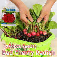 ราคา 250 เมล็ด เมล็ดพันธุ์ แรดิช เชอรี่เบลล์ ปลูกง่าย โตไว Red Cherry Radish Seeds for Planting Fruit Seeds Vegetable Seeds เมล็ดแรดิช แรดิช เมล็ดพันธุ์แรดิช เมล็ดผักต่างๆ เมล็ดพันธุ์ผัก บอนไซ เมล็ดพันธุ์ 