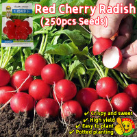 ราคา ปลูกง่าย ปลูกได้ทั่วไทย 250เมล็ด ซอง เมล็ดพันธุ์ แรดิช เชอรี่เบลล์ High Yield Red Cherry Belle Radish Seed Mini Round Red Radish Vegetable Seeds for Planting แรดิช เมล็ดพันธุ์แรดิช เมล็ดแรดิช พันธุ์ผั