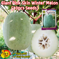 ราคา ปลูกง่าย ปลูกได้ทั่วไทย 30เมล็ด ซอง เมล็ดพันธุ์ฟักหอม Giant Pink Skin Winter Melon Seeds Wax Gourd Seed Organic Vegetable Seeds for Planting เมล็ดพันธุ์ฟักหอมหรือฟักป้อม ผักออร์แกนิก เมล็ดพันธุ์ผัก เม