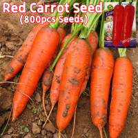 ราคา ปลูกง่าย ปลูกได้ทั่วไทย เมล็ดงอกสูง 800เมล็ด ซอง แครอทสด แครอทสวย Sweet Red Carrot Seeds Organic Vegetable Seeds for Planting Carrot Plants Seeds เมล็ดพันธุ์ แครอท เมล็ดผักต่างๆ เมล็ดพันธุ์ผัก บอนไซ เ