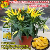 ราคา ปลูกง่าย ปลูกได้ทั่วไทย 200เมล็ด ซอง เมล็ดพันธุ์พริกเหลือง High Yield Bonsai Yellow Hot Pepper Seeds for Planting Yellow Hot Chili Pepper Plant Seeds Vegetable Seeds มล็ดพันธุ์ พริกเหลืองอินโด เมล็ดพั
