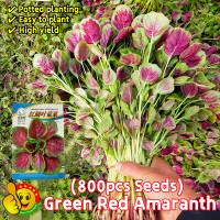 ราคา ปลูกง่าย ปลูกได้ทั่วไทย 800เมล็ด ซอง เมล็ดพันธุ์ ผักปลังแดง Round Leaf Green Red Amaranth Seeds Malabar Spinach Seed Organic Vegetable Seeds for Planting เมล็ดพันธุ์ผัก เมล็ดผัก เมล็ดพืช ผักสวนครัว ปล