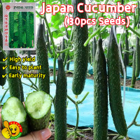 ราคา ปลูกง่าย ปลูกได้ทั่วไทย 30เมล็ด ซอง เมล็ดพันธุ์แตงกวา เมล็ดแตงกวาญี่ปุ่น High Yield Japanese Cucumber Seeds Cucumber Plant Seed Organic Vegetables Seeds for Planting เมล็ดพันธุ์ผัก เมล็ดผัก เมล็ดพืช ผ