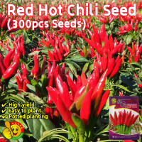 ราคา ปลูกง่าย ปลูกได้ทั่วไทย 300เมล็ด ซอง เมล็ดพันธุ์ พริกจินดาแดง High Yield Super Spicy Red Hot Chili Seeds Hot Pepper Seeds for Planting Bonsai Vegetable Seeds Red Pepper Plants พริก เมล็ดพันธุ์ เมล็ดพั