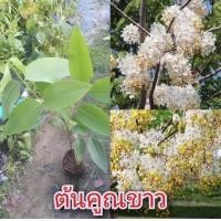 ราคา ต้นกล้าคูณขาว ดอกขาวสวย ต้นแข็งแรง ทนโรค ปลูกง่าย (16662702554)
