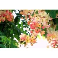 ราคา ต้นคูณสายรุ้ง คูณชมพู ช่วยเสริมความเป็นสิริมงคลมีความเจริญก้าวหน้าในทุกๆด้าน ต้นคูนสายรุ้งเป็นไม้ยืนต้น ขนาดใหญ่ออกดอกตลอดทั้งปีดอกดกใบดกให้ร่มเงา (15510189609)