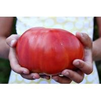 ราคา เมล็ดพันธุ์ มะเขือเทศ 1884 Tomato Seeds (6456244676)