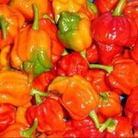 ราคา 15 เมล็ด พริกที่เผ็ดที่สุดในโลก พริกปีศาจ พริก ทานได้ ปลูกได้ทุกที่ Ghost Pepper Chilli Seeds สายพันธุ์ Trinidad Scorpion (21353577823)