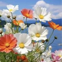 ราคา 60 เมล็ด ดอกดาวกระจายเซนเซชั่น ดอกคอสมอส ดาวกระจาย Cosmos Flower Seeds สายพันธุ์ Orange and White (21342300820)