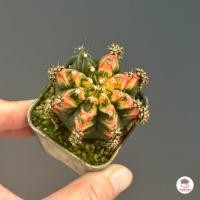 ราคา รวมยิมโน Gymnocalycium Mix แคคตัส กระบองเพชร cactus succulent (20142126055)