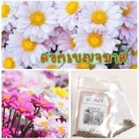 ราคา เมล็ดดอกเบญจมาศ เบญจมาศ คละสีขาวเหลืองชมพู ราคาถูก ปลูกง่าย ดอกสวยมาก ซื้อ10แถม1 คละได้ (11895880573)