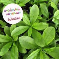 ราคา ต้นโสมไทย ประโยชน์สูง (21595055937)