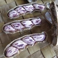 ราคา 15 เมล็ด ถั่วลายเสือ ถั่วลิสงพันธุ์กาฬสินธุ์ 2 ถั่วราชินี ถั่วพระราชทาน ถั่วจัมโบ้ลาย Tiger Stripe Peanut Seeds (21822533439)