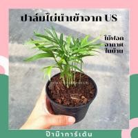 ราคา ปาล์มไผ่ ต้นปาล์มไผ่ ไม้ฟอกอากาศ นำเข้าจาก US (17295826839)