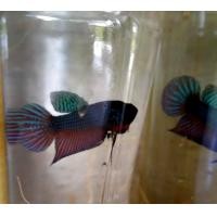 ราคา ช้อนมาใหม่ ปลากัดธรรมชาติ ปลากัดถูก ปลากัดลูกทุ่งช้อนแท้100 สีเขียว ตัวใหญ่ ส่งด่วน รับประกันสินค้า100 (21970781815)