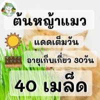 ราคา เมล็ดพันธุ์ รวม ชุด ดอกไม้ ผัก ผักสวนครัว สัตว์กินได้ ปลูกง่าย โตไว แคทนิป ตำแยเเมว หญ้าแมว หญ้าทิมโมธี ราคาประหยัด พร้อมส่ง ขายดี ถูก (9877508029)