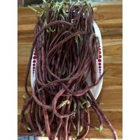 ราคา เมล็ดพันธุ์ ถั่วพุ่ม ถั่วพุ่มม่วง ถั่วไร้ค้าง ปลูกง่าย ทนแล้ง 20 300 เมล็ด 10 เเถม 1 คละได้ (21085905428)