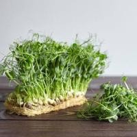 ราคา 30 เมล็ด ต้นอ่อนโต้วเหมี่ยว โต้วเหมี่ยว ต้นอ่อนถั่วลันเตา ผักสวนครัว Pea Sprouts (21791478732)