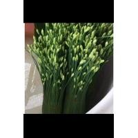 ราคา เมล็ดกุยช่าย50เมล็ด (21337487907)