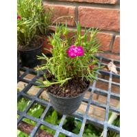 ราคา ต้นคุณนายตื่นสาย กระถาง 5 6 นิ้ว (21988142989)