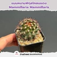 ราคา รวมกระบองเพชรและไม้อวบน้ำ หลายสายพันธุ์ ส่งทั้งกระถาง กุหลาบหิน cactus succulent (21775152039)
