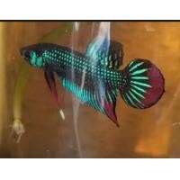 ราคา ปลากัดใต้สายกัดสงขลาเน้นหาง (20275195749)