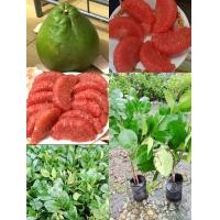 ราคา ต้นส้มโอทับทิมสยามพร้อมปลูก ขนาด 30 50cm เป็นกิ่งเสียบยอด เนื้อสีเเดง รสชาติหวานอร่อย รับประกันสายพันธุ์ เเท้ (19882212933)