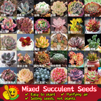 ราคา ปลูกง่าย ปลูกได้ทั่วไทย 100 เมล็ด ซอง เมล็ดพันธุ์ พืชอวบน้ำ Mixed Succulent Seeds Bonsai Flower Seeds for Planting Home Garden Deco Succulent Plant Seeds เมล็ดไม้อวบน้ำ พืชอวบน้ำ ไม้อวบน้ำ เมล็ดบอนสีเ