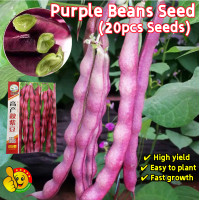 ราคา ปลูกง่าย ปลูกได้ทั่วไทย 20เมล็ด ซอง เมล็ดพันธุ์ ถั่วแขกม่วง High Yield Purple Beans Seeds Early Ripening Purple Kidney Beans Seeds Organic Vegetable Seeds for Planting เมล็ดผักสวนครัว ต้นพันธุ์แข็งแรง