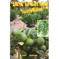 ราคา Chulabook ศูนย์หนังสือจุฬาฯ c111 9786167586168 มะนาวนอกฤดูในวงบ่อซีเมนต์ (20516291205)