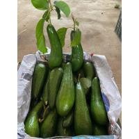 ราคา อโวคาโดพันธุ์034เวียดนาม ผลไม้สด (19486891592)