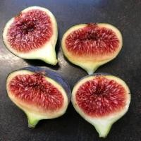 ราคา 15 เมล็ด มะเดื่อฝรั่ง ลูกฟิก Figs Fruit Seeds สายพันธุ์ Black Madeira (21292049770)