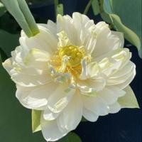 ราคา 5 เมล็ด เมล็ดพันธุ์บัว บัวนอก สายพันธุ์ Shiroman สีขาว บัวจักรพรรดิ์ บัวสวมงาม บัวนำเข้า Lotus Seeds (19493370987)