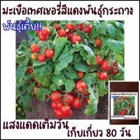 ราคา 15 เมล็ด เมล็ดพันธุ์มะเขือเทศเชอรี่สีแดงพันธุ์กระถาง มะเขือเทศแคระ (21956466375)