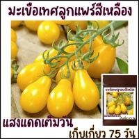 ราคา 15 เมล็ด มะเขือเทศลูกแพร์สีเหลือง Yellow Pear Tomato มะเขือเทศลูกแพร์ (21956321818)