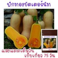 ราคา 5 เมล็ด เมล็ดพันธุ์ ฟักทองบัตเตอร์นัท (21956368684)