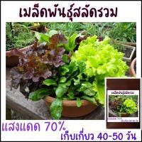 ราคา 200 เมล็ด เมล็ดพันธุ์สลัดรวม มิกซ์สลัด mix lettuce (21956371426)