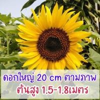 ราคา 100 เมล็ด ทานตะวันปลูกดูดอกทั่วไป (21956414655)