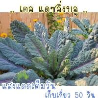 ราคา เคลแดซลิ่งบลู Dazzling Blue Kale 120 เมล็ด (21956398804)