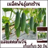 ราคา 20 เมล็ด เมล็ดพันธุ์แตงร้าน ผลใหญ่ (21956470320)