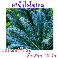 ราคา เมล็ด พันธุ์ คะน้าไดโนเคล lacinato kale 150เมล็ด (21956359403)