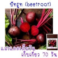 ราคา เมล็ดพัน ธุ์ บีทรูท Beetroot 30 เมล็ด (21956378905)